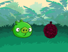 Pig boom