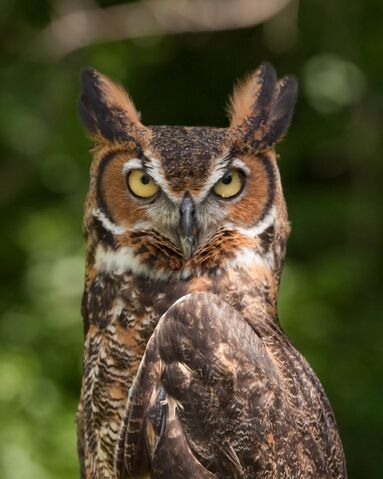 File:Owl.jpg