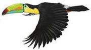 Toucan