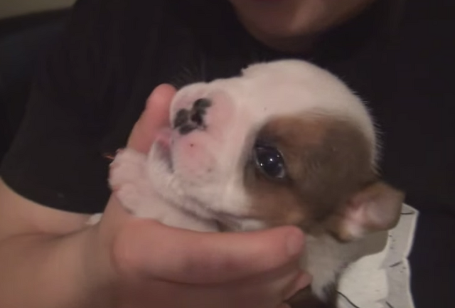 File:Clyde-baby.png