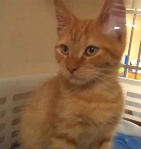File:Felix.png