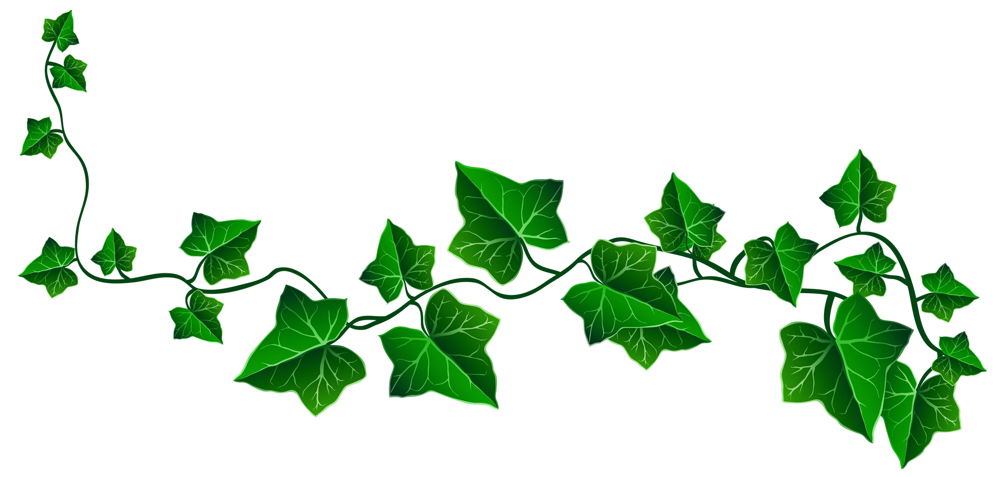 Image 7dc81413a179ea24f5d75ee5cc8f2072 vineivydecorationpng