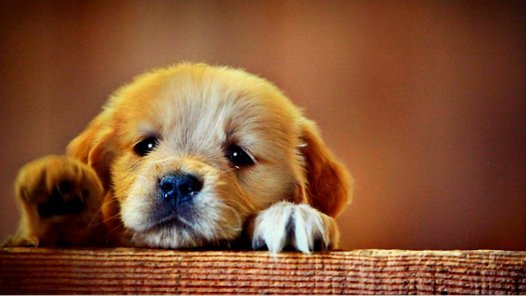 sad puppy images image really sad puppy jpg animal jam clans wiki sad puppy images image really sad puppy jpg animal jam clans wiki
