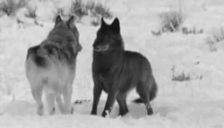 Wolf paly