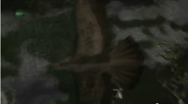 File:Falcon.png