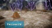 Trilobites