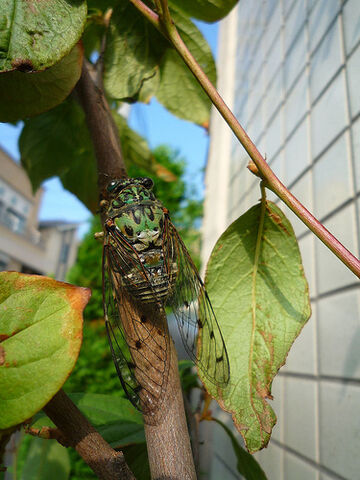 File:Robust cicada re.jpg