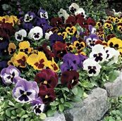 Pansies.jpg