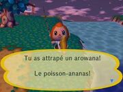 Arowana..jpg
