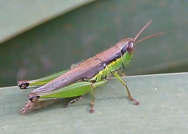 File:Katydid.jpg