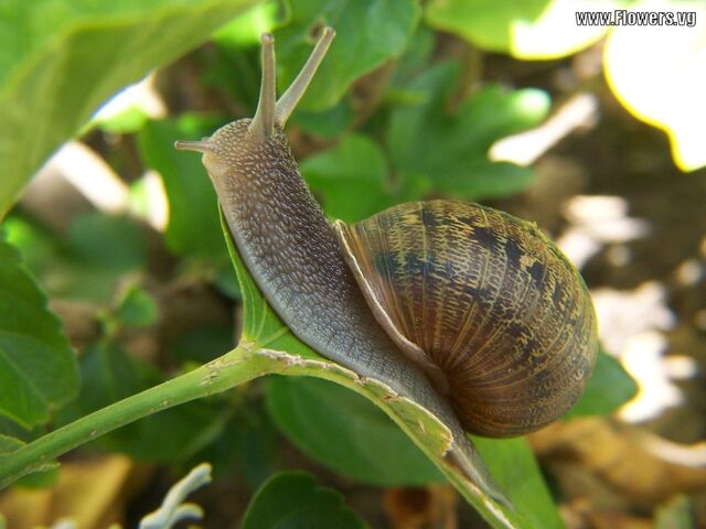 File:Snail eating leaf.jpg