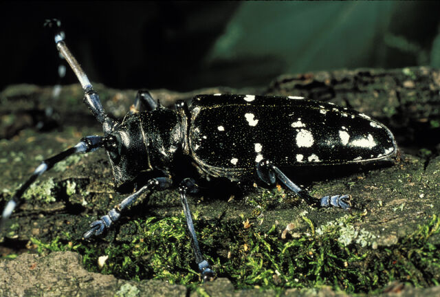 File:Anoplophora glabripennis1.jpg