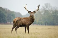 1314981-Cerf.jpg