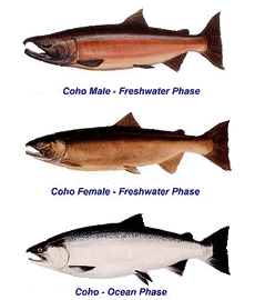Salmon coho.gif