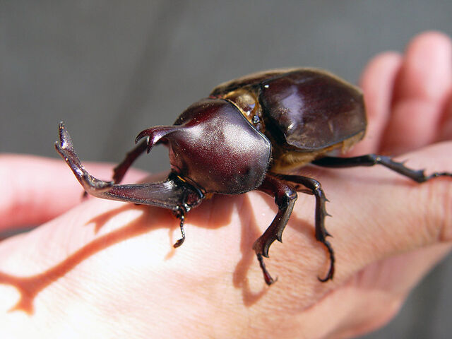 File:Horned Dynastid.jpg