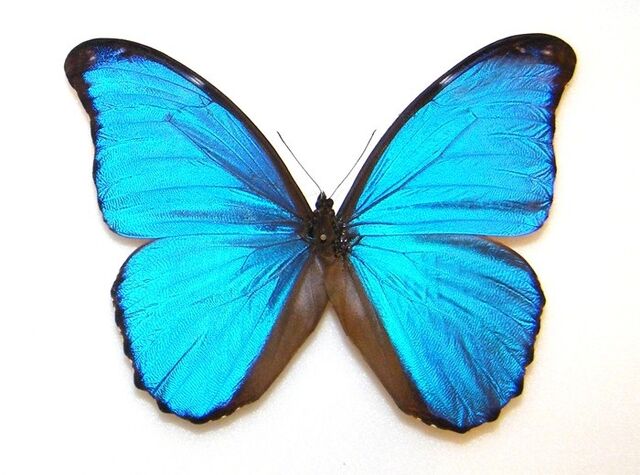 File:Blue Mopho.jpg