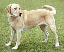 Labradordog.jpg