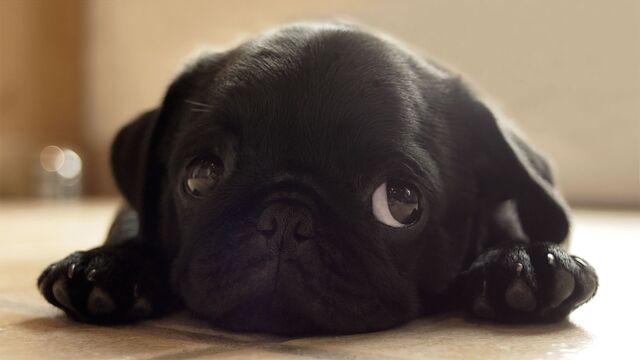 File:Pug.jpg