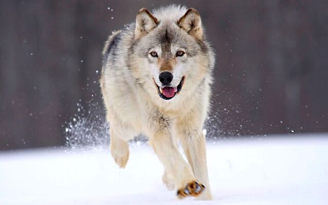 File:Running-wolf-1920x1200.jpg