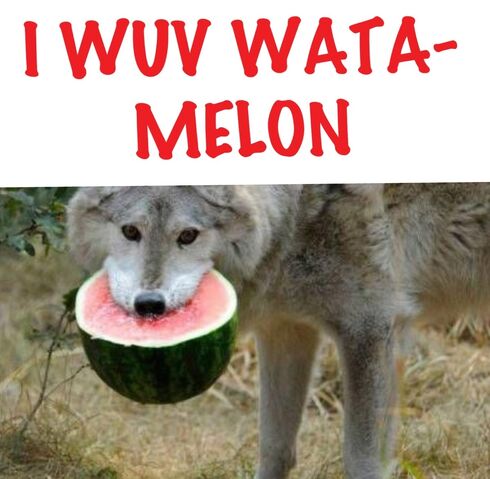 File:WolvesLoveWatermelon.jpg