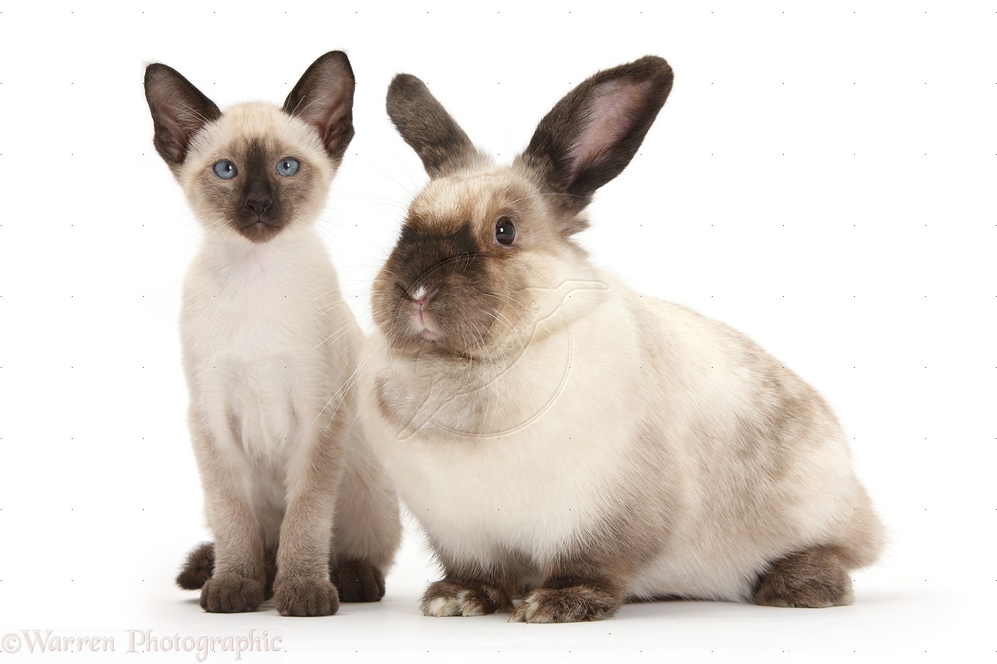 Domestic Black Cat Breeds Domestic Black Cat Breeds