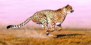 Cheetah