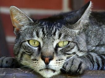 Domestic Cat