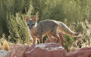Kit Fox