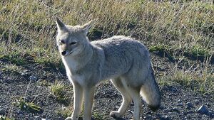 South American Grey Fox
