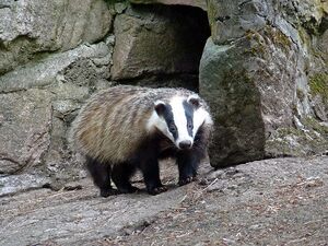 Eurasian Badger