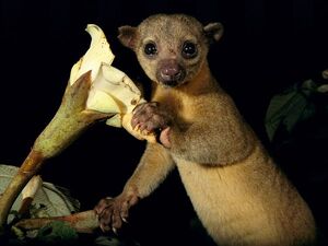 Kinkajou