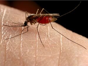 Mosquito
