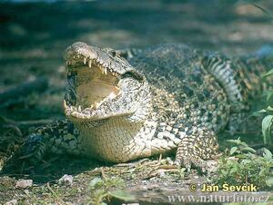 Cuban Crocodile