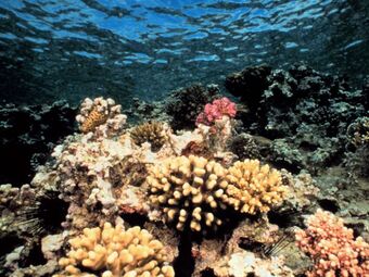 Coral