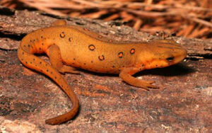 Eastern Newt