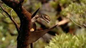 Peteinosaurus