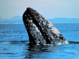 Gray Whale