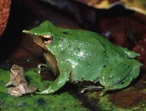 Darwin's Frog