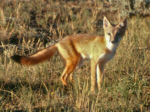 Swift Fox
