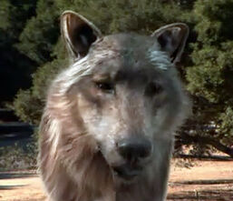 Dire Wolf
