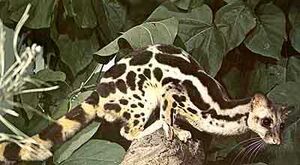 Banded Linsang