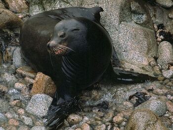 California Sea Lion