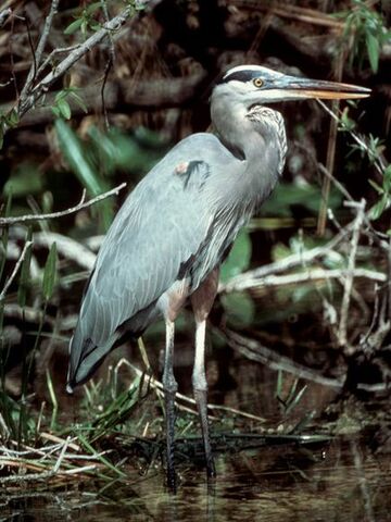 File:Great Blue Heron.jpg