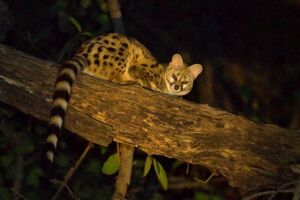 Crested Genet