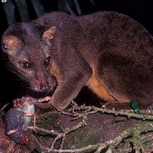 Sulawesi Palm Civet