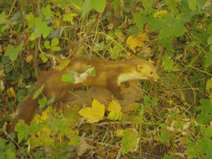 Beech Marten