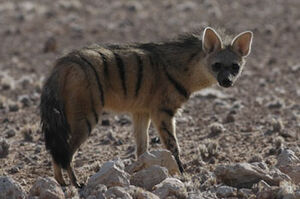 Aardwolf