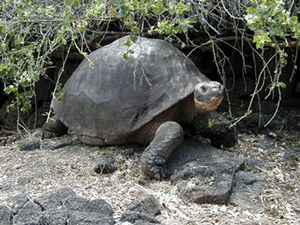 Galapagos Tortoise 2