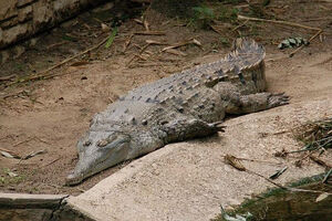 Orinoco Crocodile
