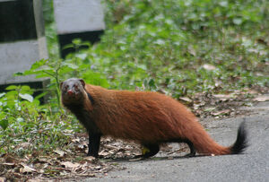 Indian Brown Mongoose